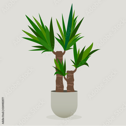 Illustration of green plant in a pot . Yucca Plant