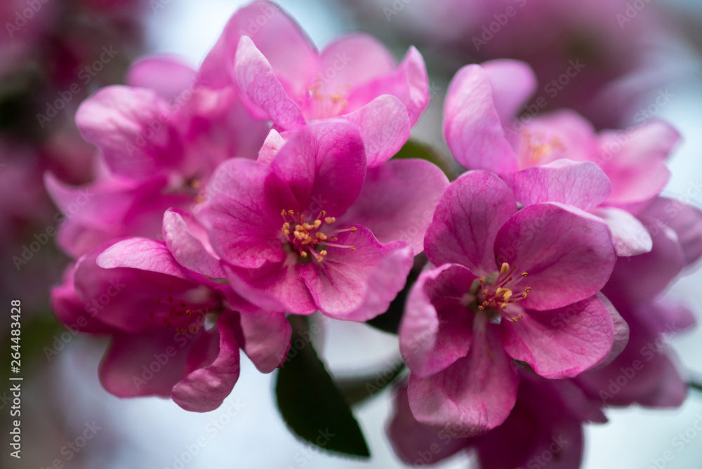 blooming pink flowers of an apple tree on an abstract background in spring in good weather blooming pink flowers of an apple tree on an abstract background in spring in good weather