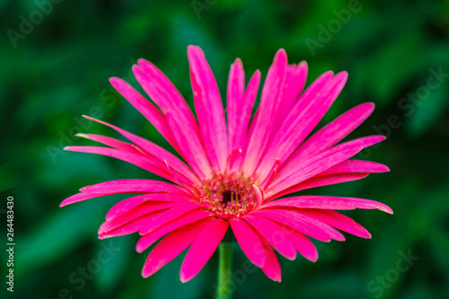 Gerbera is a genus of plants in the daisy family.Gerbera species bear a large capitulum with striking  two-lipped ray florets.