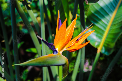 Colorful flower Bird of paradise Strelitzia Reginae blossom in botanic garden. photo