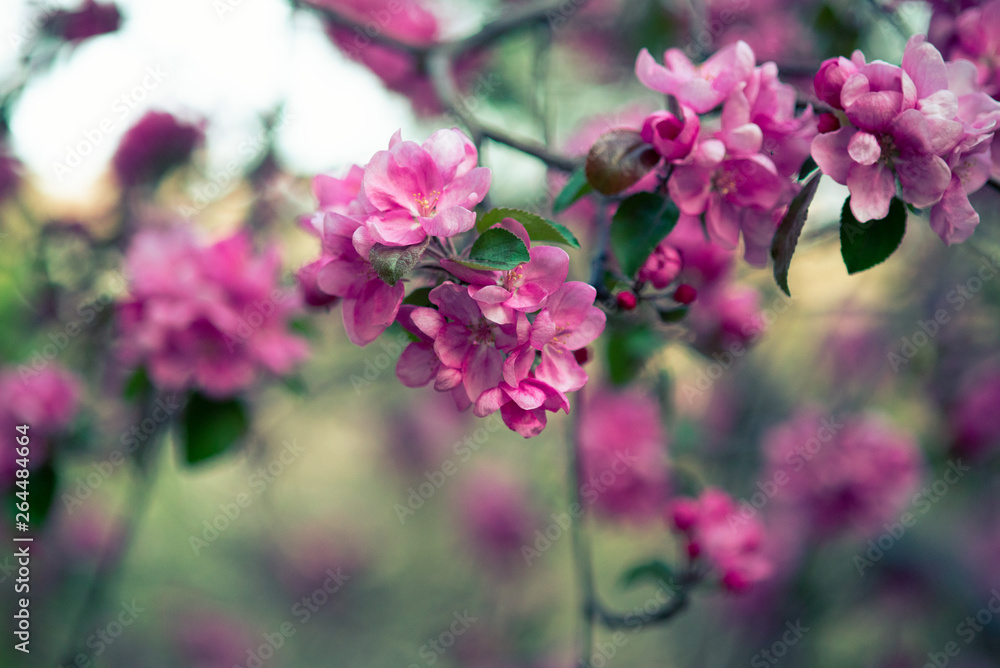 blooming pink flowers of an apple tree on an abstract background in spring in good weather blooming pink flowers of an apple tree on an abstract background in spring in good weather