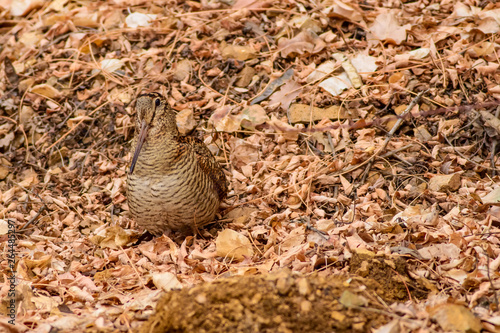 Photo Camouflage bird woodcock