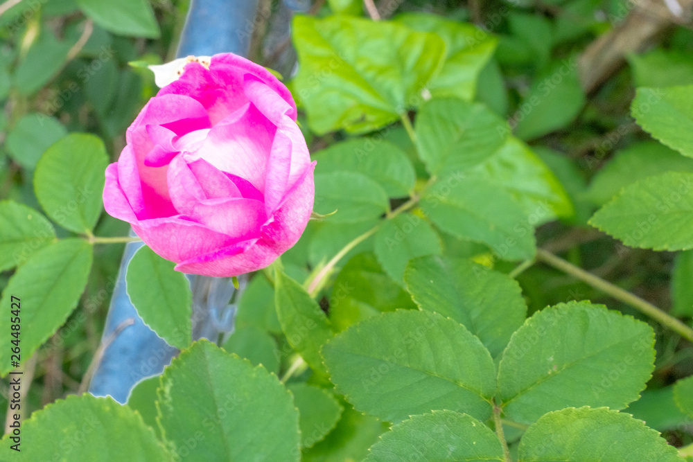 pink flower in the garden