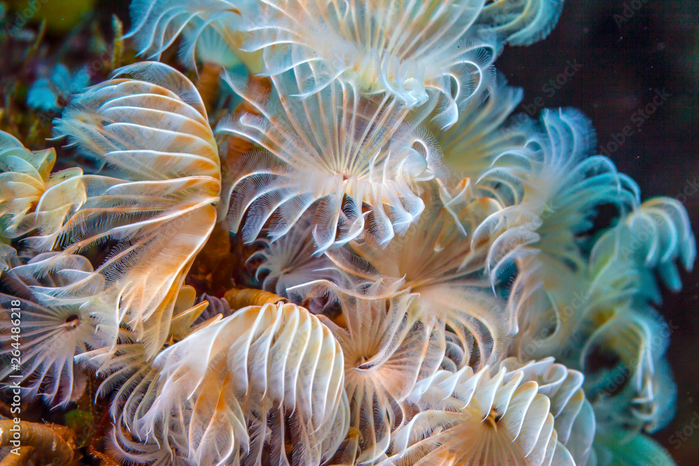 ispira brunnea, social feather duster ispira brunnea, social feather duster