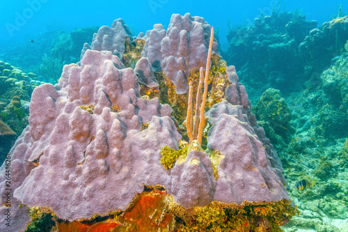 Fototapeta Naklejka Na Ścianę i Meble -  Coral reef