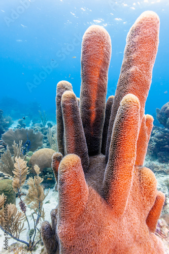 Pillar coral ,Dendrogyra cylindrus photo