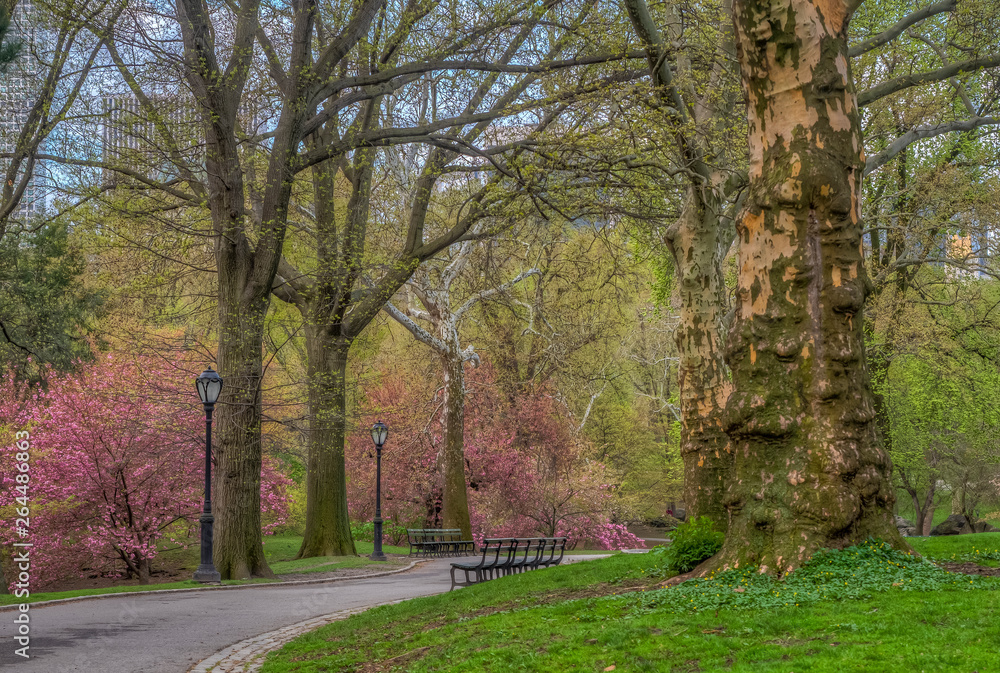 Central Park, New York City in spring