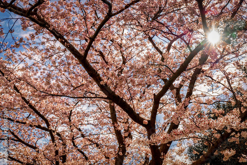 Cherry Blossom 19