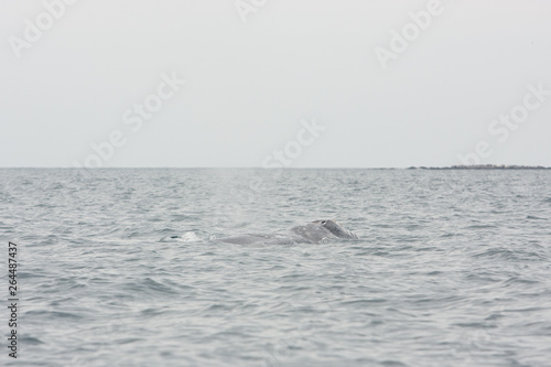 Gray whale, eschrichtius robustus, Mexico, Laguna San Ignacio, Baja california, cetacean, baleen © prochym