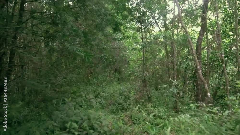 Creepy walk through the dense forest. Summer green forest. Healthy green trees in a forest. Ecosystem and healthy environment concepts. Creepy walk through the dense forest. Summer green forest. Healthy green trees in a forest. Ecosystem and healthy environment concepts.