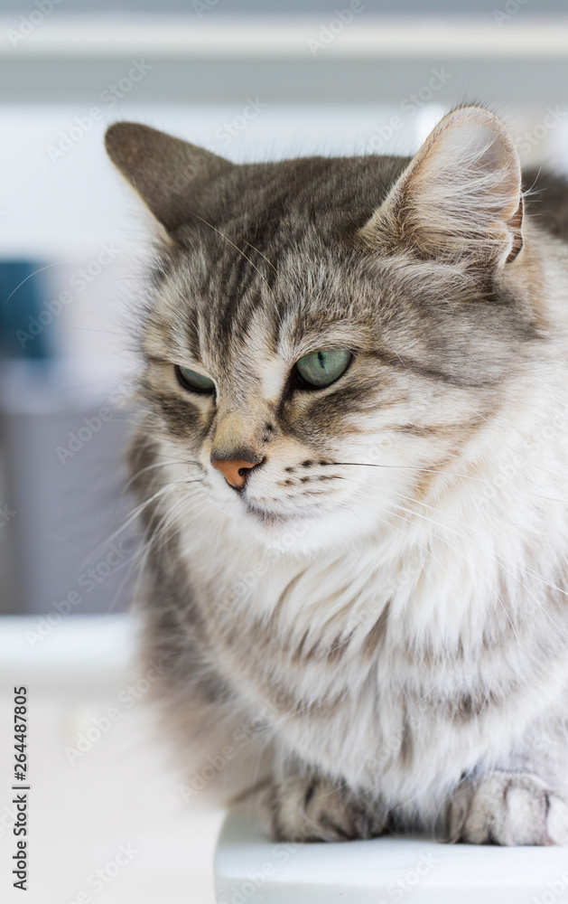 Long haired cat of siberian breed outdoor in relax Long haired cat of siberian breed outdoor in relax
