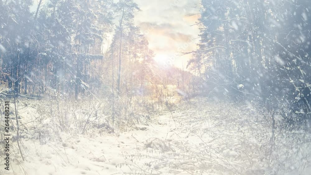 snowflakes falling at winter forest hollow background snowflakes falling at winter forest hollow background