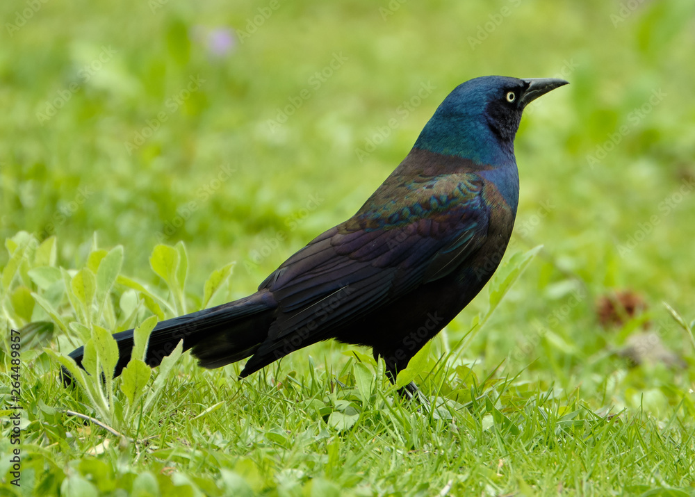 Grackle