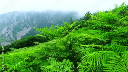 Barranco de Arritzaga, Sierra de Aralar Natural Park, Amezketa, Gipuzkoa, Basque Country, Spain, Europe photo