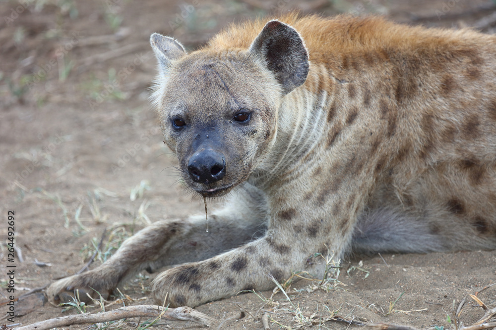 Tüpfelhyäne / Spotted hyaena / Crocuta crocuta Tüpfelhyäne / Spotted hyaena / Crocuta crocuta