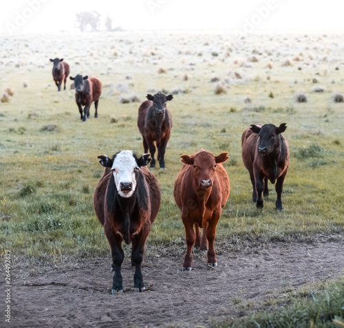Intensive breeding of cows  Argentine meat production