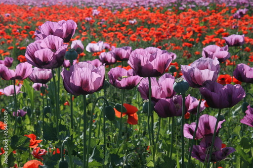 Fototapeta Naklejka Na Ścianę i Meble -  Opium poppy field