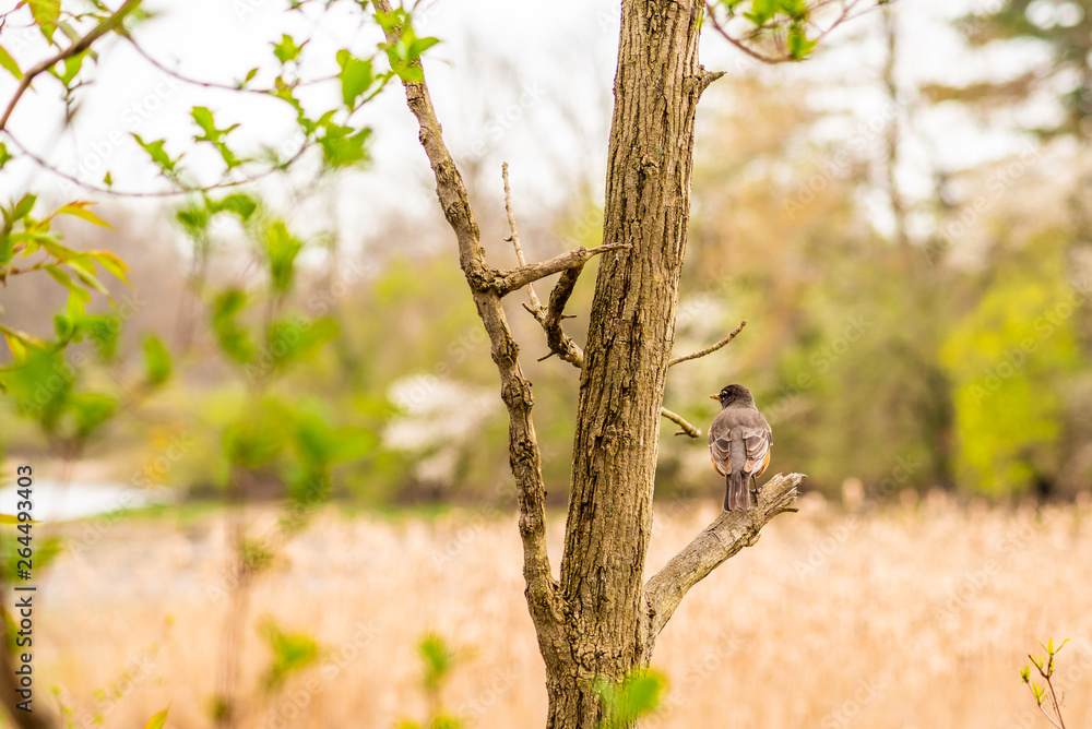 Brown bird sitting in tree near woods