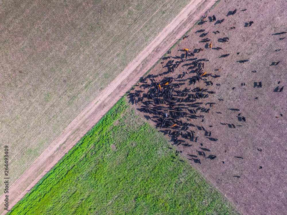 Obraz premium Meat production, livestock in Pampas region, Aerial view,Argentina