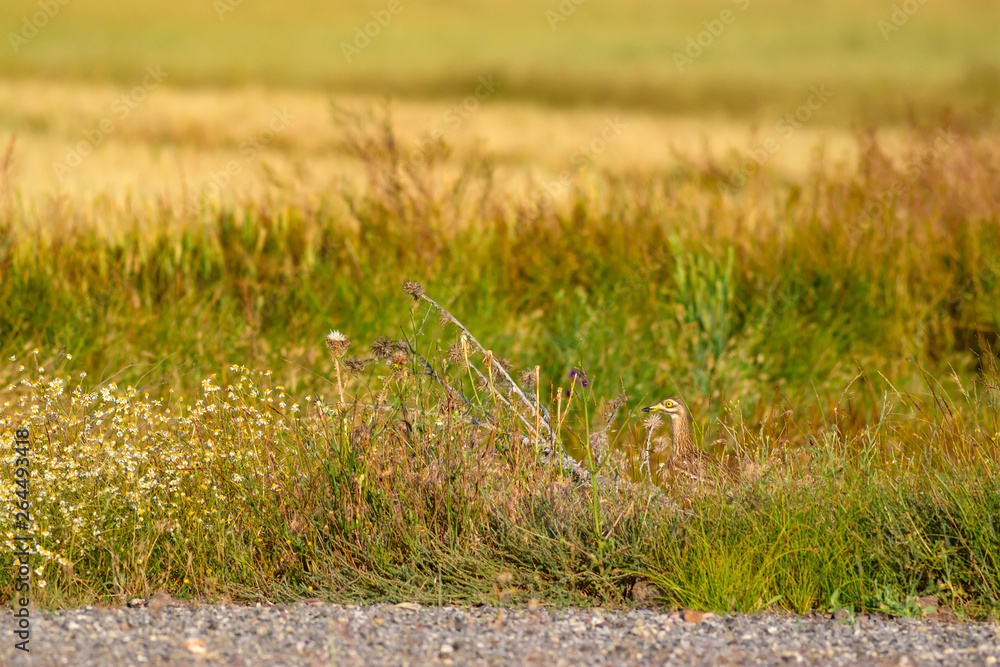 Nature and bird. Yellow green nature background. Bird: Eurasian Stone curlew. Burhinus oedicnemus. Nature and bird. Yellow green nature background. Bird: Eurasian Stone curlew. Burhinus oedicnemus.
