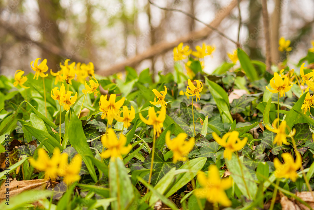 Fototapeta premium Yellow spring flowers on forest floor