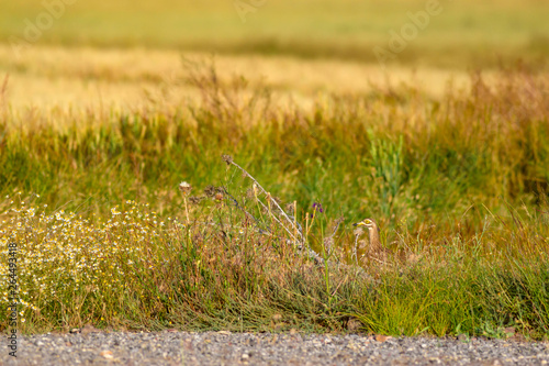 Nature and bird. Yellow green nature background. Bird: Eurasian Stone curlew. Burhinus oedicnemus.