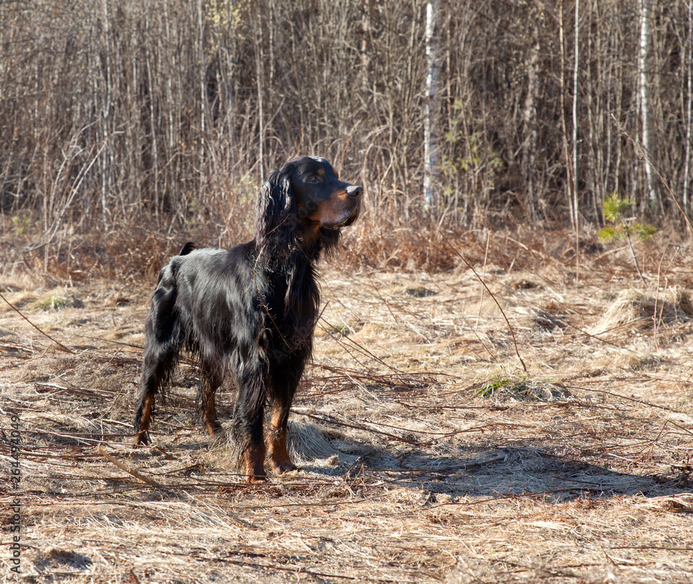Dog breed Setter Gordonin early spring forest on nature Dog breed Setter Gordonin early spring forest on nature