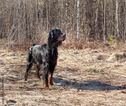 Dog breed  Setter Gordonin early spring forest on nature