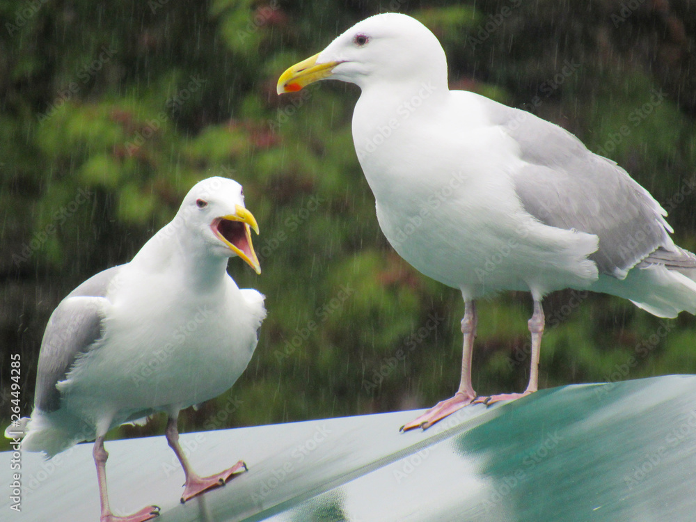 Fototapeta premium Seagulls on Roof