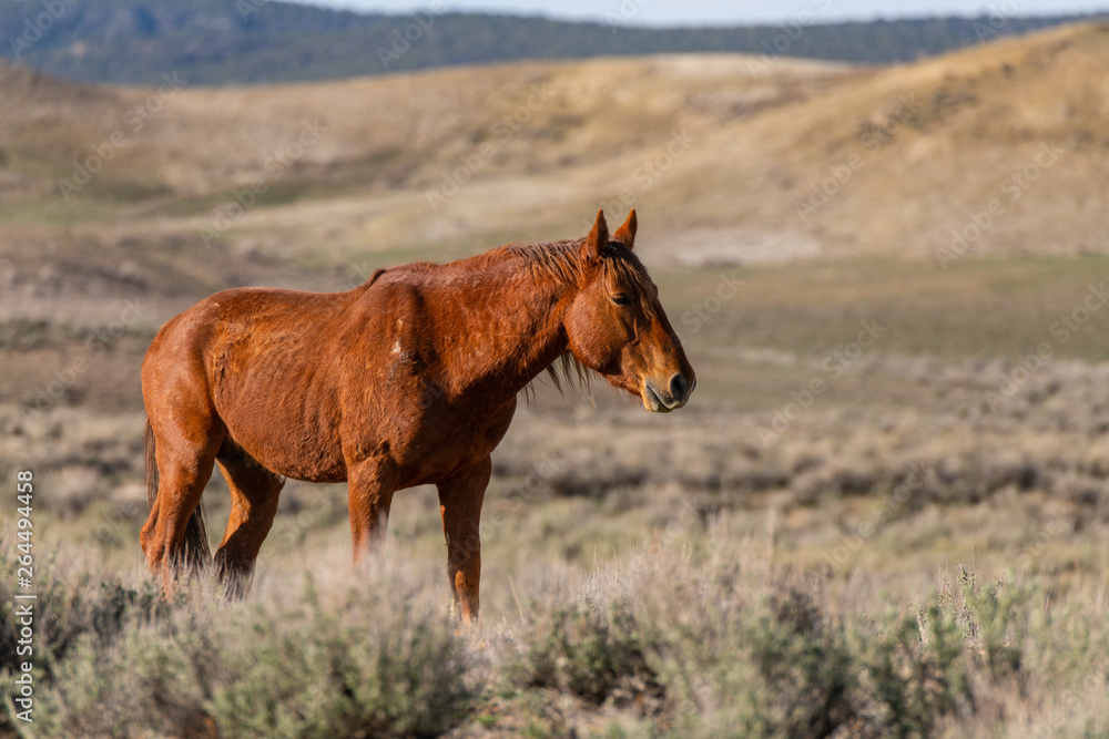 Obraz premium Wild Mustang on the Colorado High Plains