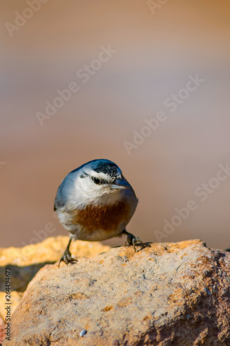 Cute bird. Natural background. Bird: Krüpers Nuthatch. Sitta krueperi. photo