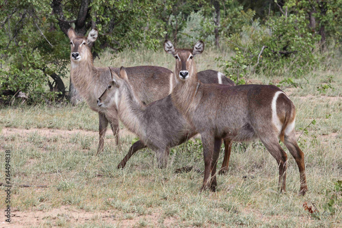 Wasserbock   Waterbuck   Kobus ellipsiprymnus