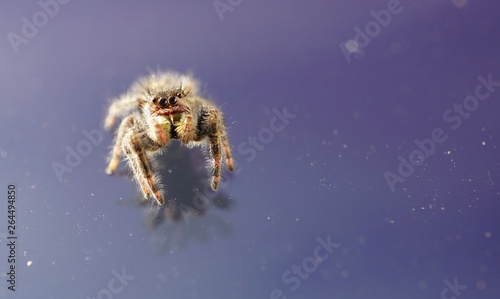 macro spider 