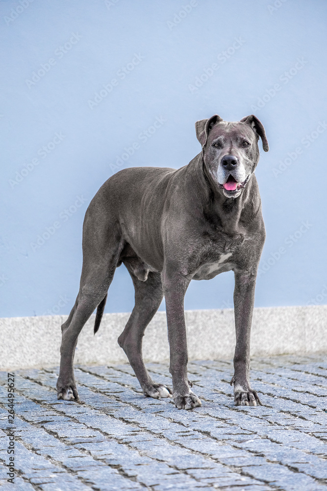 bonito cão dogue alemão cinza Stock Photo