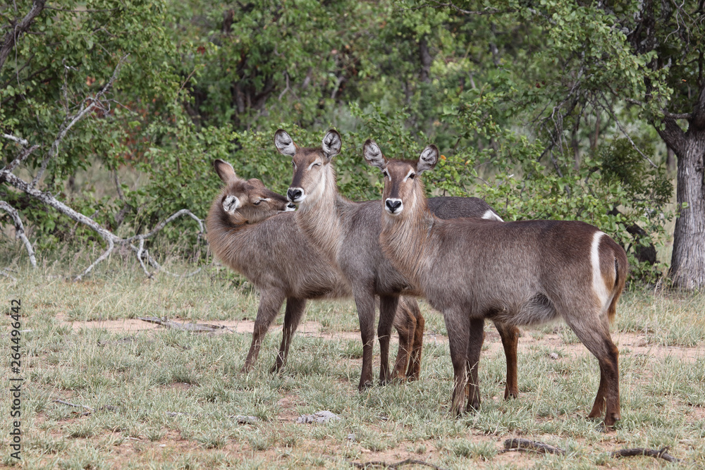 Wasserbock / Waterbuck / Kobus ellipsiprymnus Wasserbock / Waterbuck / Kobus ellipsiprymnus