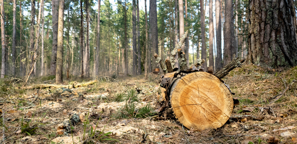 Tree sawed in the forest. Illegal saw cut trees. Tree sawed in the forest. Illegal saw cut trees.