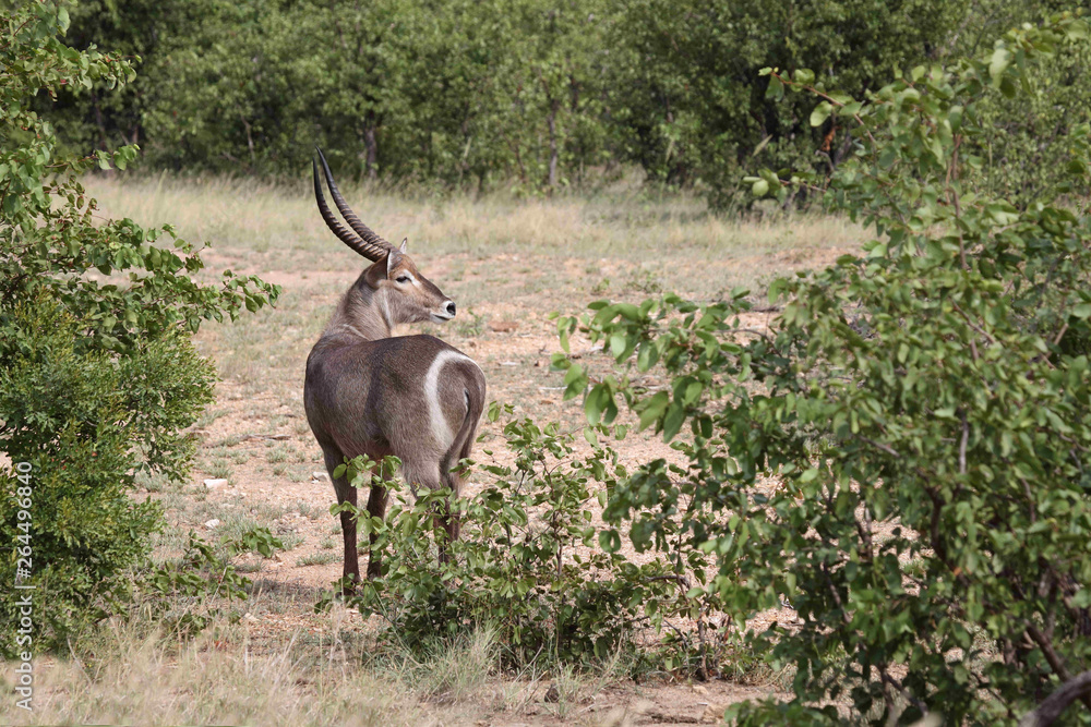 Obraz premium Wasserbock / Waterbuck / Kobus ellipsiprymnus