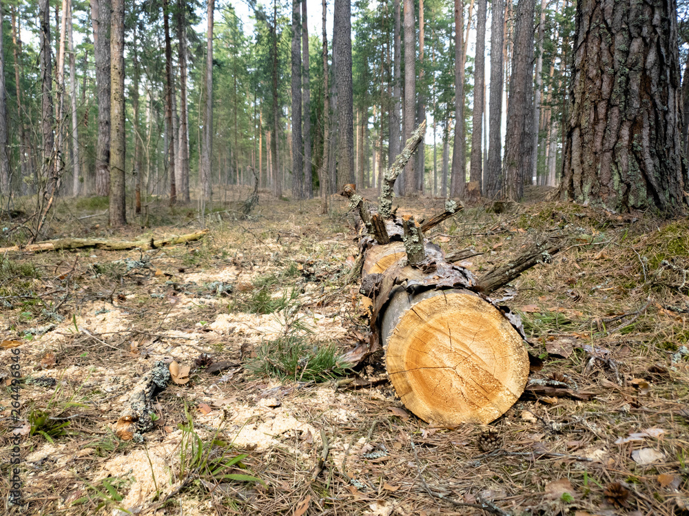 Tree sawed in the forest. Illegal saw cut trees. Tree sawed in the forest. Illegal saw cut trees.