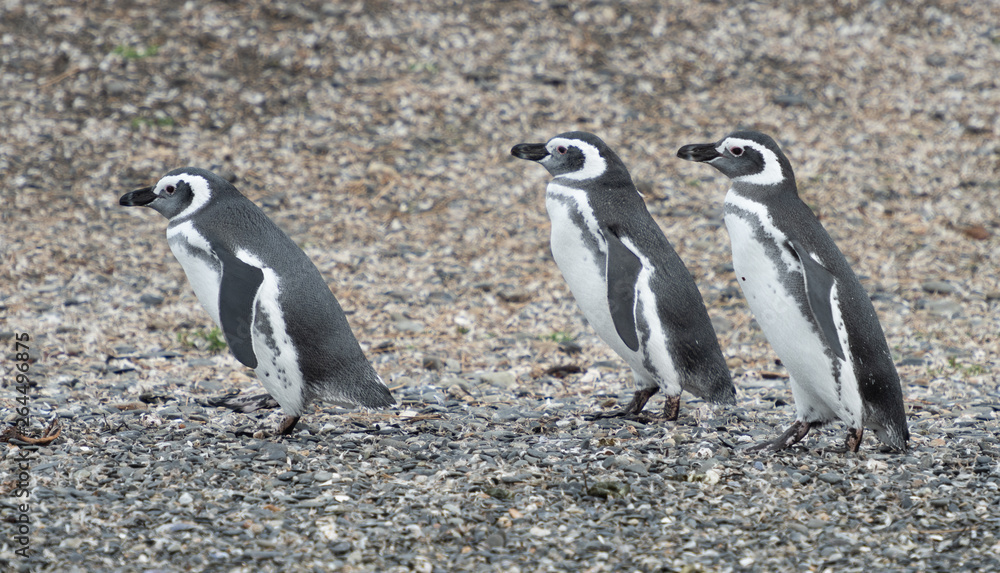 Fototapeta premium Magellanic penguin in Patagonia