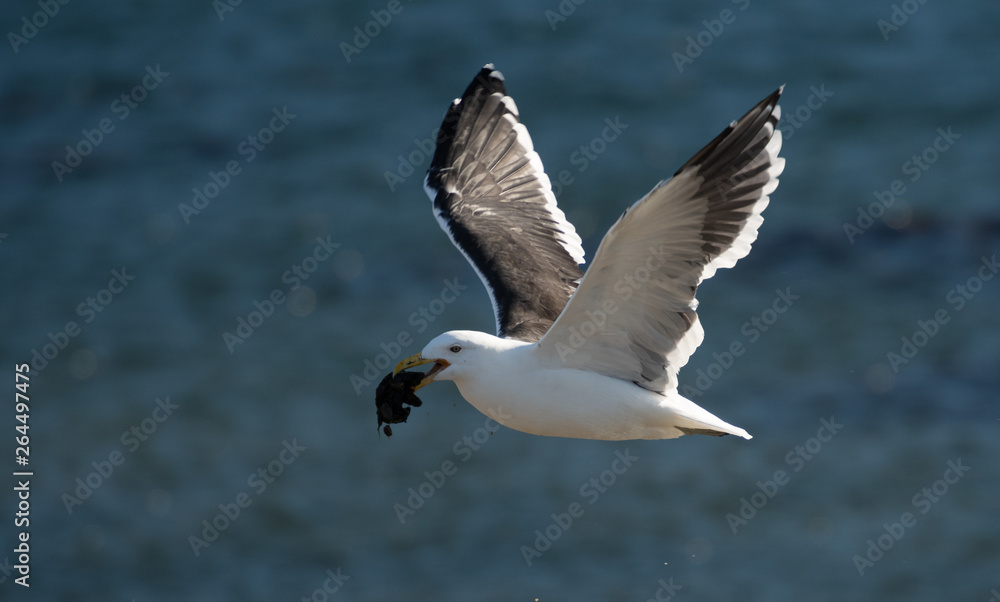 Seagull flying and working to get its food