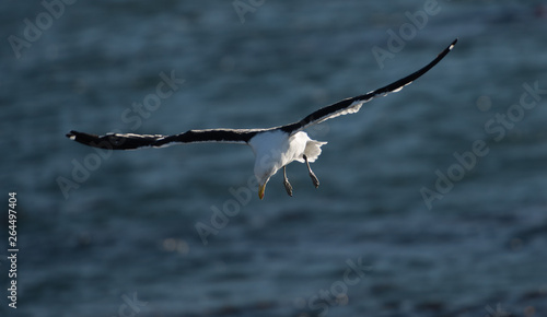 Seagull flying and working to get its food