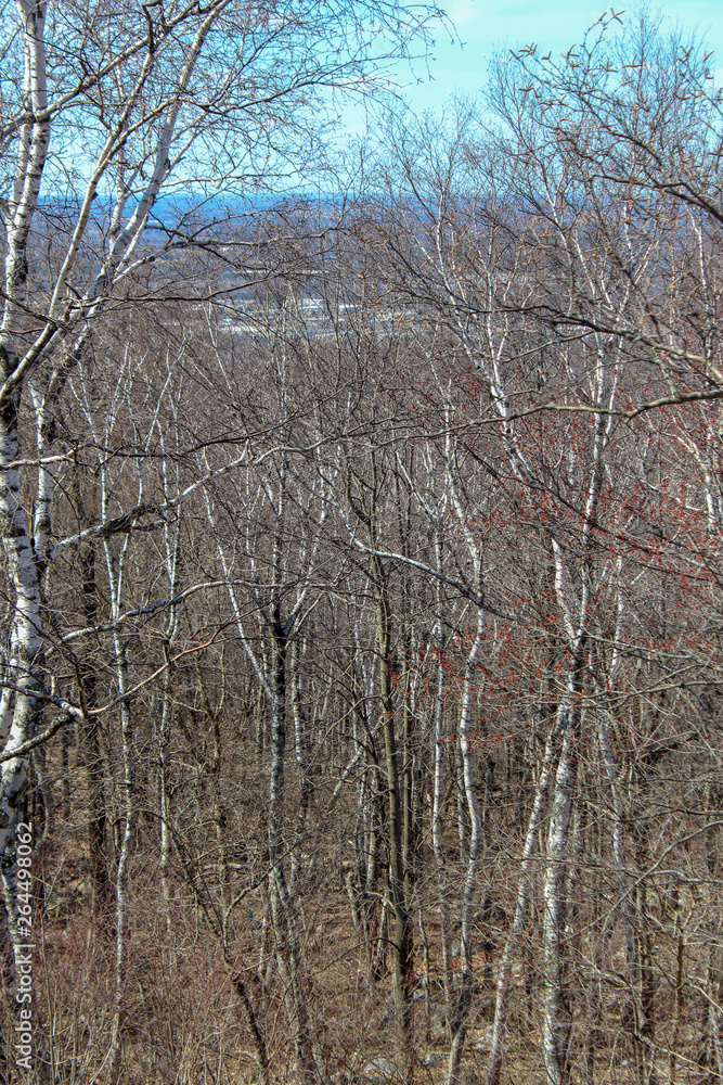 Fototapeta premium dense thicket of trees