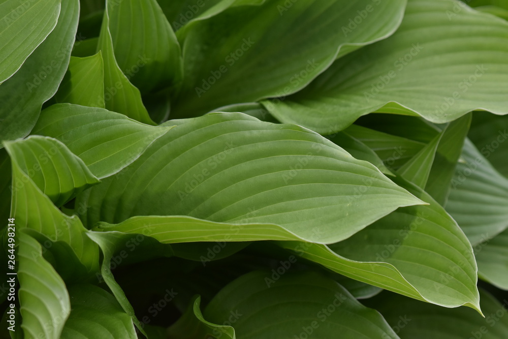 A closup of green hosta leaves A closup of green hosta leaves