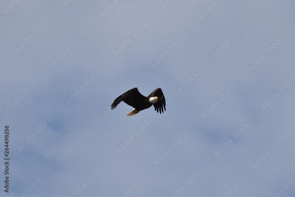 Bald eagle flying high in blue skies Bald eagle flying high in blue skies