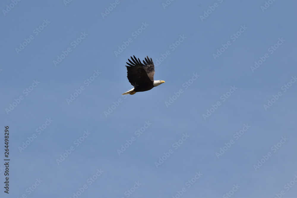 Obraz premium Bald eagle flying in blue skies