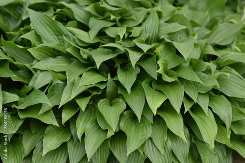 A large grouping of green hosta leaves