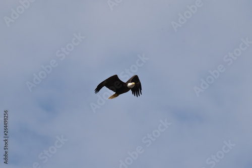 Bald eagle flying high in blue skies