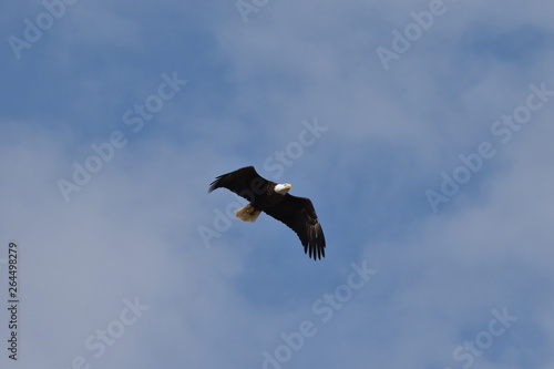 Bald eagle flying high in the clouds under blue skies