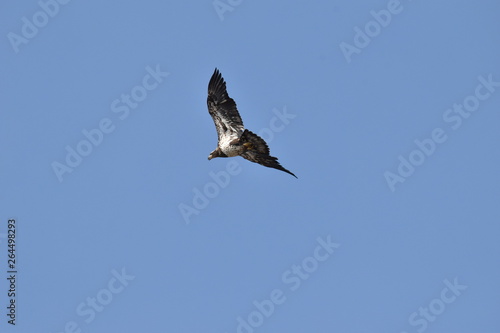 Juvenile bald eagle flying in the blue skies