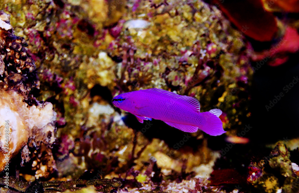 Orchid Dottyback marine fish - (Pseudochromis fridmani) Orchid Dottyback marine fish - (Pseudochromis fridmani)